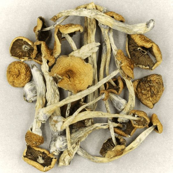 Cuban Magic Mushrooms | Best Premium Psychedelic Shop