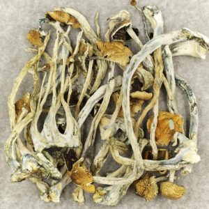 mazatapec magic mushroom | Best Premium Psychedelic Shop