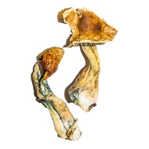 B+ Magic Mushroom | Best Premium Psychedelic Shop