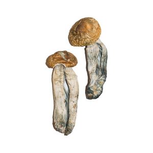 Big Mex Magic Mushrooms | Best Premium Psychedelic Shop