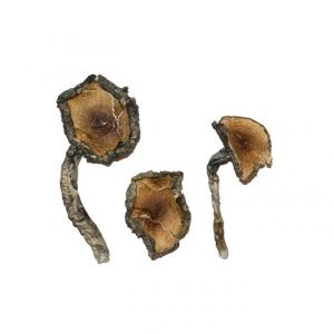 Blue Meanie Magic Mushrooms | Best Premium Psychedelic Shop