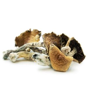 Brazilian Magic Mushrooms | Best Premium Psychedelic Shop