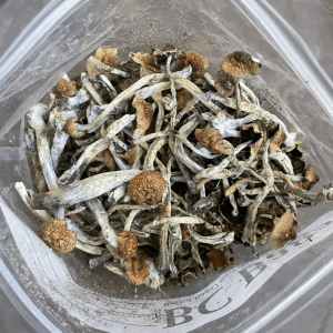 Florida White (F+) Magic Mushrooms | Best Premium Psychedelic Shop