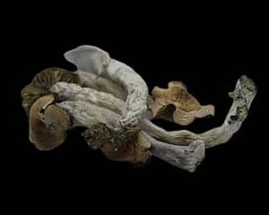 TRANSKEI MAGIC MUSHROOM | Best Premium Psychedelic Shop