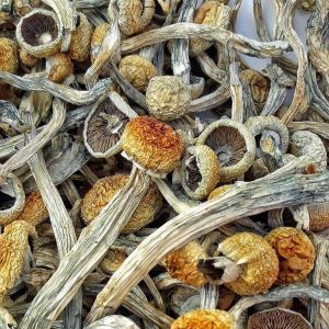 Psilocybe Mckennaii Mushrooms | Best Premium Psychedelic Shop