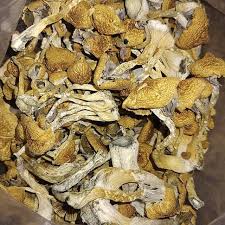 Psilocybe Mexicana Mushrooms | Best Premium Psychedelic Shop