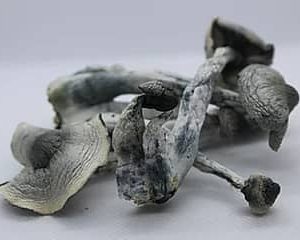 Buy Albino P.E Mushroom Online Florida USA | Best Premium Psychedelic Shop