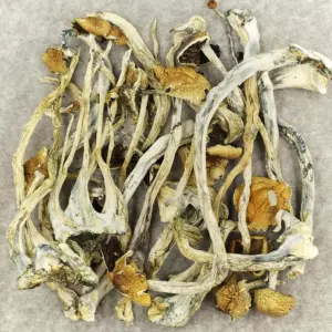 Liberty Caps | Best Premium Psychedelic Shop