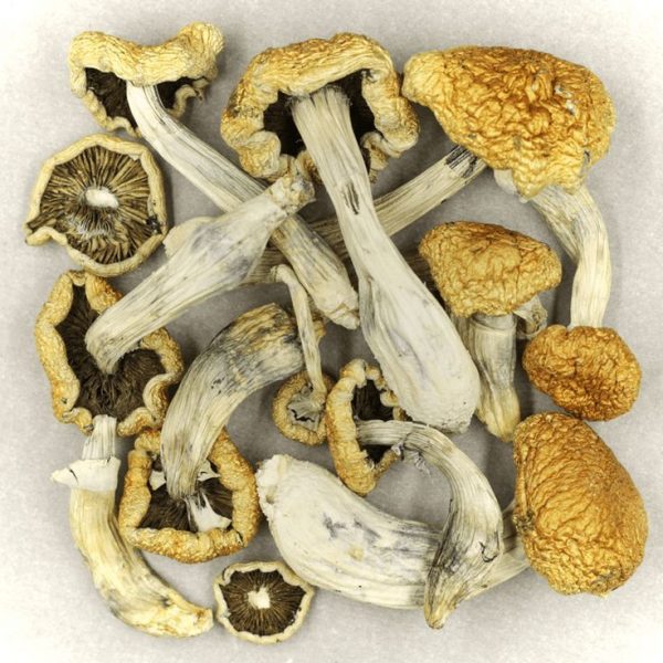 Malabar Magic Mushrooms | Best Premium Psychedelic Shop