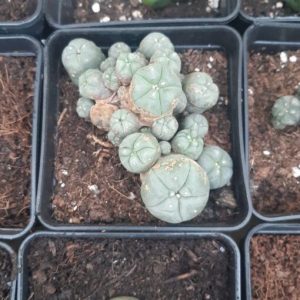 Peyote Cactus | Best Premium Psychedelic Shop