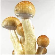 Golden Teacher mushrooms | Best Premium Psychedelic Shop