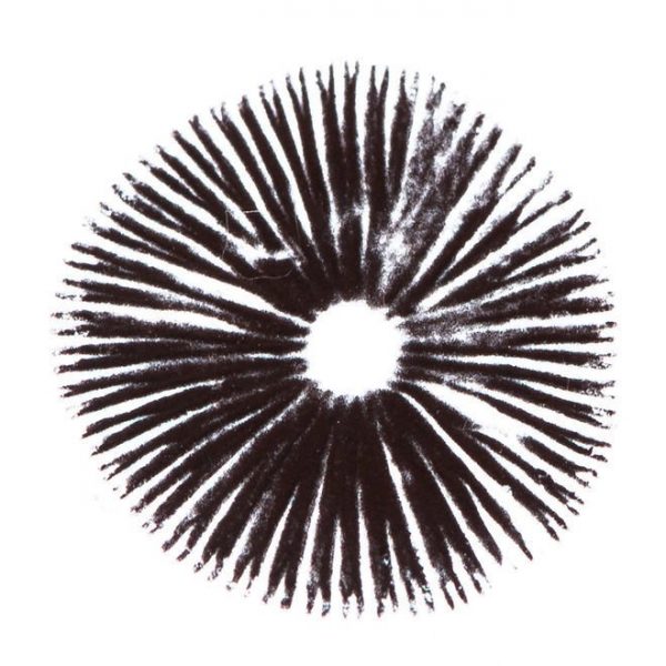 SPORE PRINT PSILOCYBE CUBENSIS GOLDEN TEACHER | Best Premium Psychedelic Shop