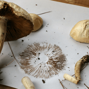 SPORE PRINT PSILOCYBE CUBENSIS B+ | Best Premium Psychedelic Shop